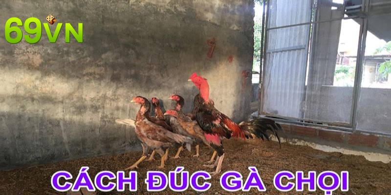 Hiểu rõ cách đúc gà giúp bạn sở hữu nhiều lợi ích